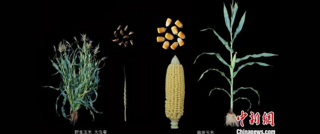 Researchers probe maize protein level