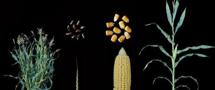 Researchers probe maize protein level